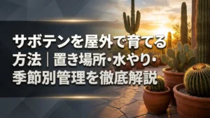 サボテンを屋外で育てる方法｜置き場所・水やり・季節別管理を徹底解説