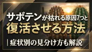 サボテンが枯れる原因7つと復活させる方法｜症状別の見分け方も解説
