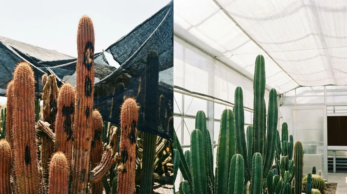 サボテンの遮光でよくある失敗パターンと対策