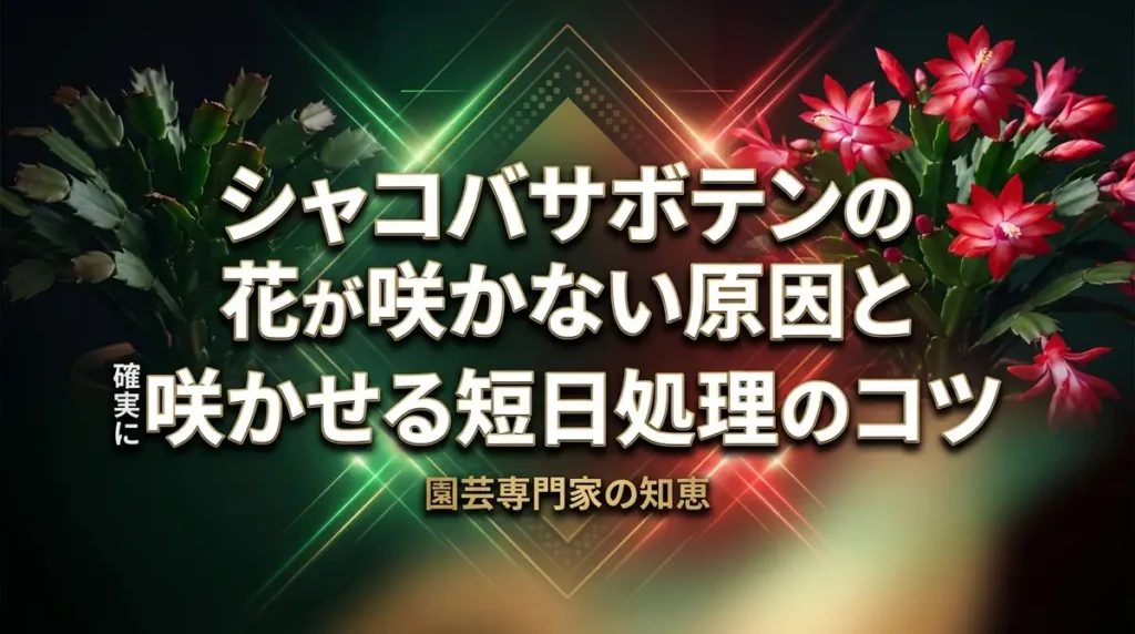 シャコバサボテンの花が咲かない原因と確実に咲かせる短日処理のコツ
