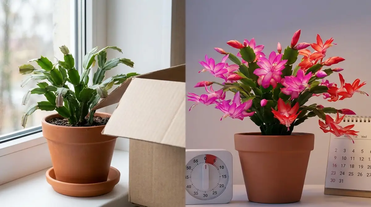 シャコバサボテンの花が咲かない原因と短日処理のやり方