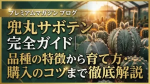 兜丸サボテン完全ガイド｜品種の特徴から育て方・購入のコツまで徹底解説